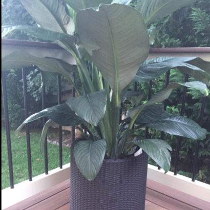 Resin Wicker Rattan Flower Pot Set  for Outdoor or Indoor Plants